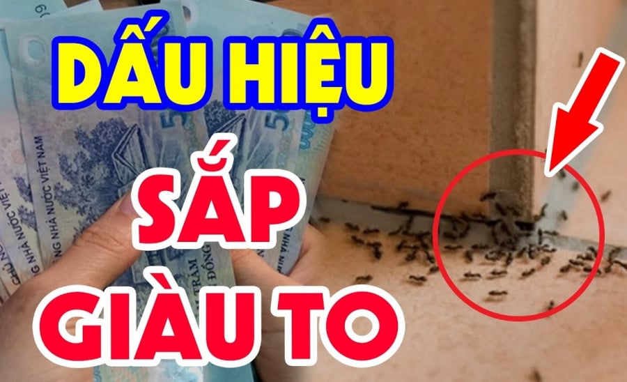 Có cách nào loại bỏ kiến hôi khỏi nhà một cách hiệu quả?

