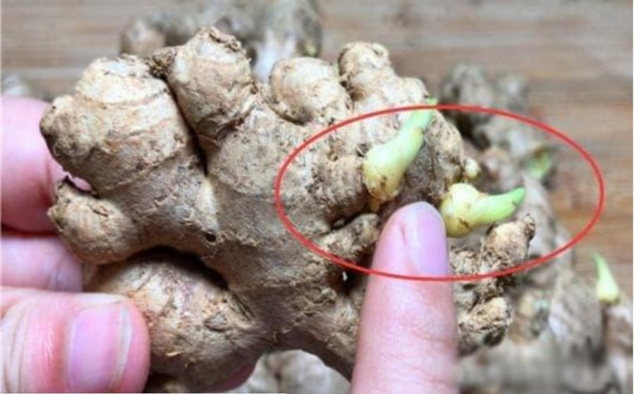 Đi chợ mua gừng cứ nhắm vào 3 điểm này, không lo thối hỏng lại chứa nhiều chất tốt cho sức khoẻ nhất