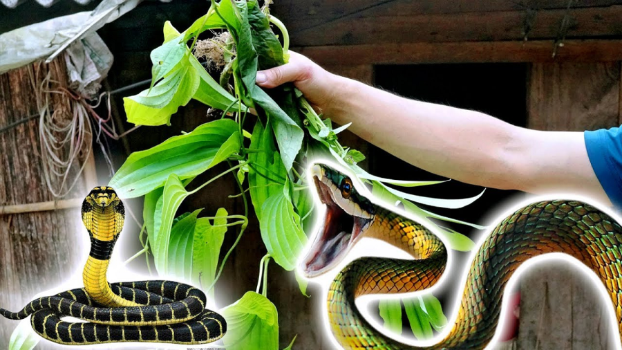 Trong vườn có 4 cây 'rắn mê như điếu đổ', nhà bạn có thì nhổ sớm đi