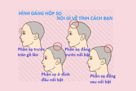 Mô hình giải phẫu đầu người chi tiết