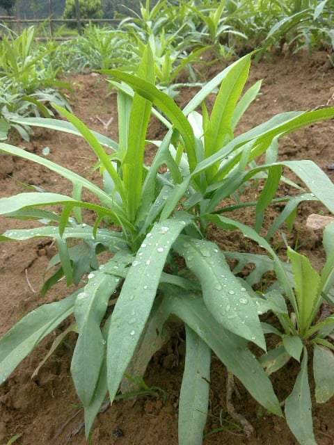 Tc dng ca cy b cng anh