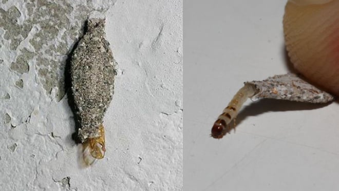 Thấy những t&uacute;i nhỏ h&igrave;nh bầu dục n&agrave;y trong nh&agrave;, h&atilde;y vứt ngay ...