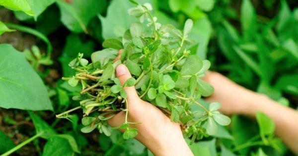 3 loại rau được người Nhật, người Trung tôn là rau trường thọ, ở Việt ...