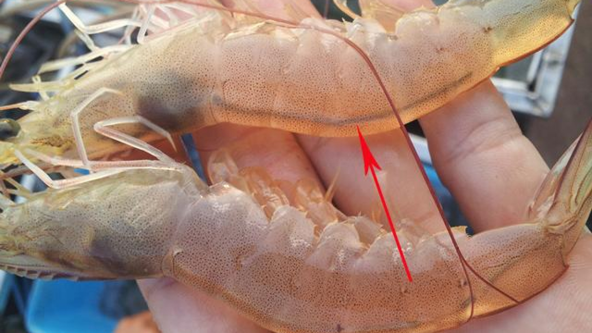 Con tôm có 2 bộ phận ăn nhầm dễ rước bệnh cần biết và 3 phần trên con ...