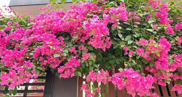 Tưới thứ gia vị này vào gốc, hoa giấy không bao giờ vàng lá, hoa nở rực ...
