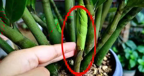 Cây kim tiền có 4 thói quen nhỏ, ai biết được cây đâm chồi, ra hoa gọi lộc  vào nhà