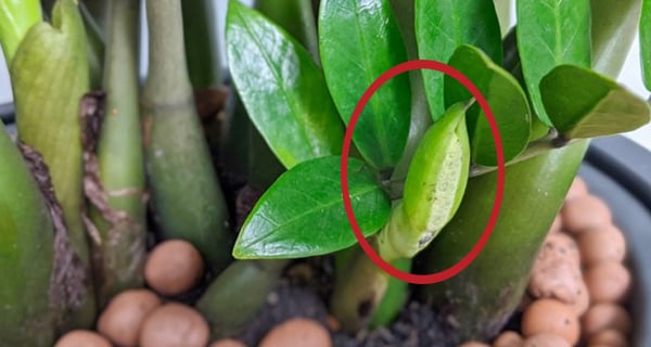 Cây kim tiền đại kỵ với người thuộc 2 mệnh này: Trồng trong nhà dễ tai  ương, tiêu tài tán lộc