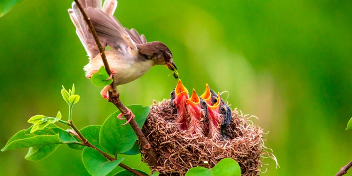 Tại sao chim mẹ luôn bỏ đói 1 số con khi cho các chim con ăn? Hóa ra chúng  rất thông minh