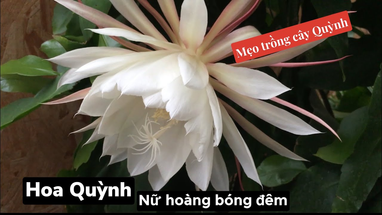 4-loai-hoa-chi-no-ve-dem-mui-thom-de-chiu-loc-sach-khong-khi