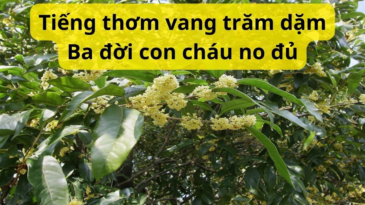 Người xưa nói loại cây này hợp cả 5 mệnh, có 1 cây trước nhà thì giàu ...