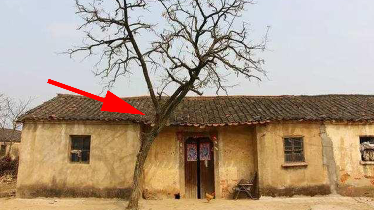 Tổ Tiên nói cấm sai: '5 cây vào nhà ai nhà ấy nghèo, tài lộc ngày càng  khánh kiệt', đó là cây gì?