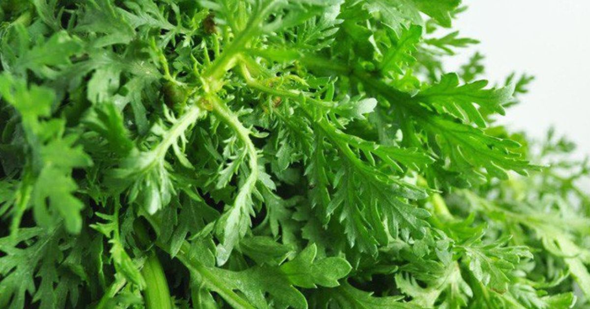 Ra chợ gặp 5 loại rau này, cần mua ngay: Rau xanh không phun thuốc, tốt ...