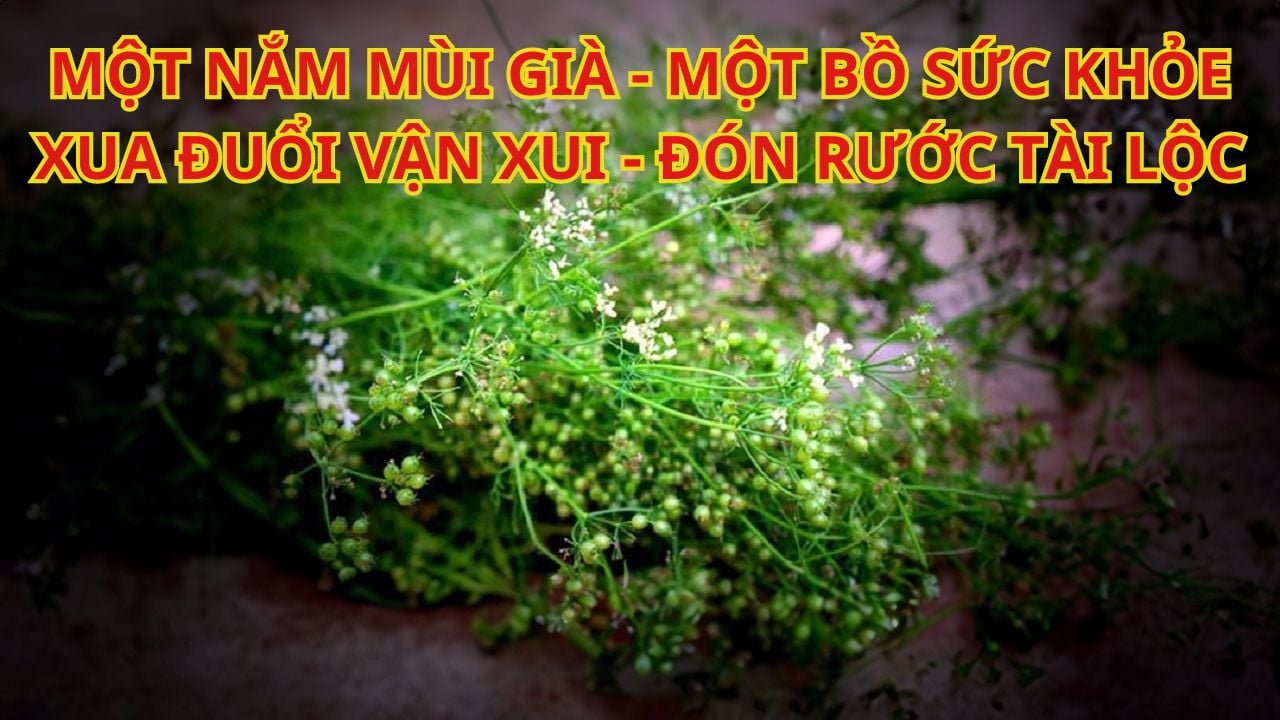 Tại sao tổ tiên người Việt dặn con cháu tắm nước lá mùi ngày cuối năm? Dùng  lá khác thay thế được không?