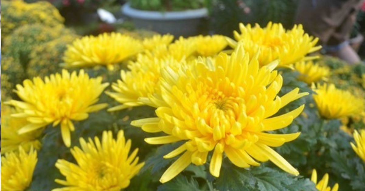 Cúng Rằm tháng Chạp, đặt 4 loại hoa này lên bàn thờ, Tổ Tiên ưng bụng ...