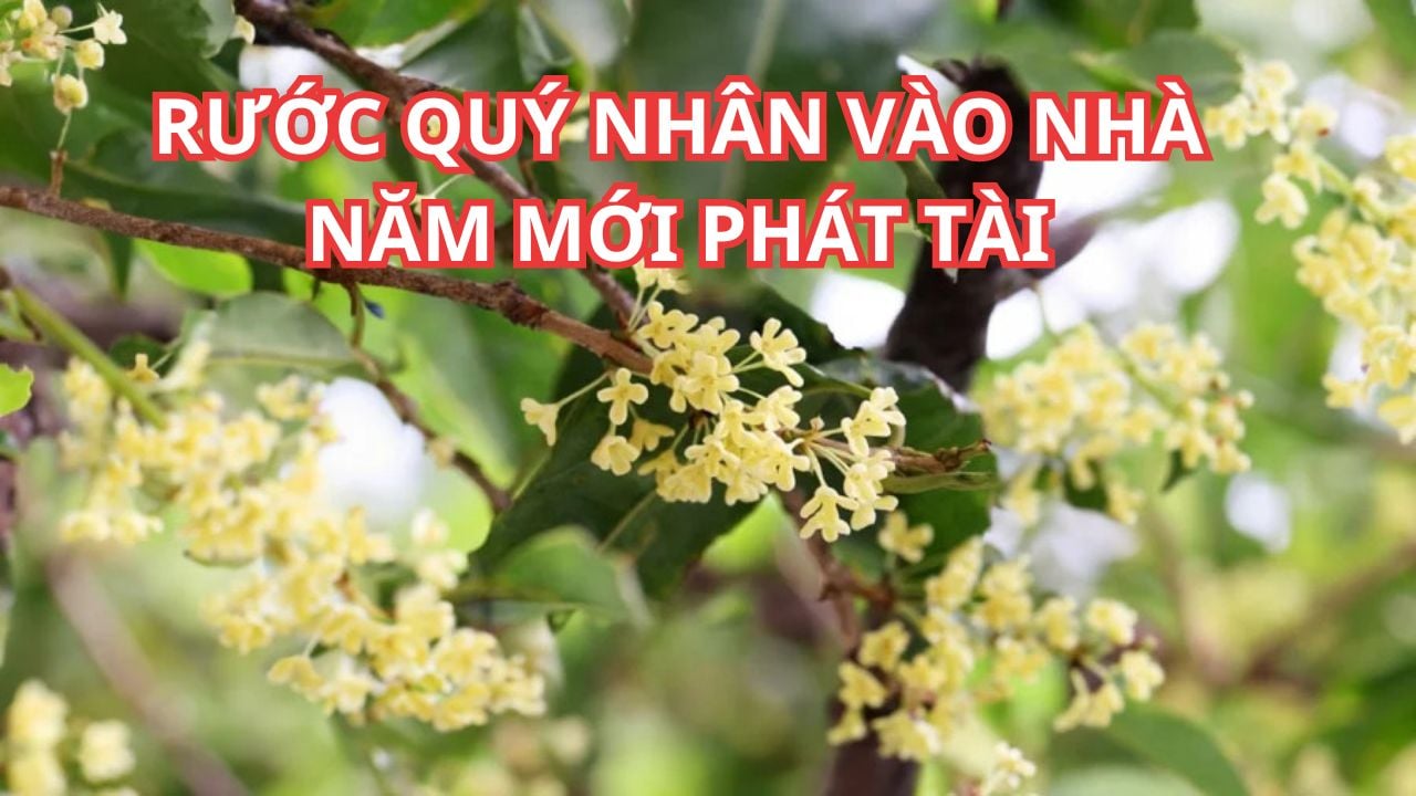 Người xưa dặn con cháu trồng cây này đầu năm như rước quý nhân, quanh ...