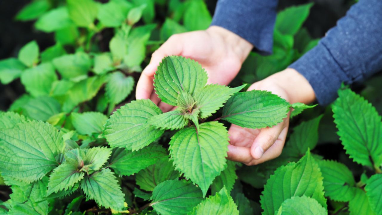 Thứ rau cực rẻ ở Việt Nam được người Nhật bán từng lá vì nhiều công ...