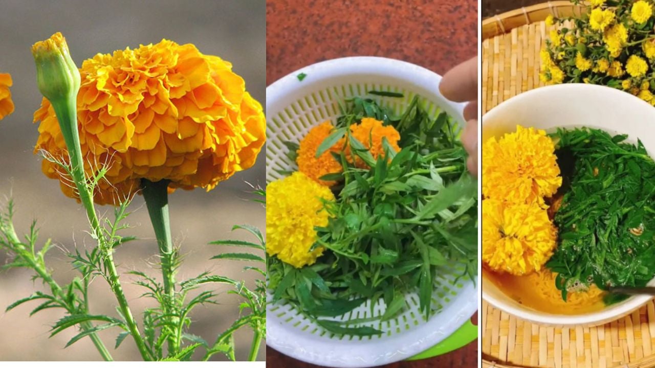Đang rộ trào lưu ăn cúc vạn thọ, loài hoa này có công dụng gì, cúc vạn ...