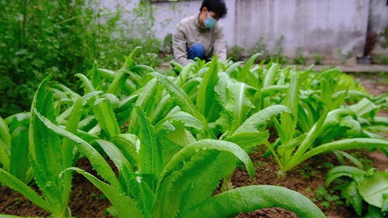 Loại rau dân giã giàu canxi gấp 36 lần canh xương hầm, ăn sống hay chín đều ngon, không sợ béo