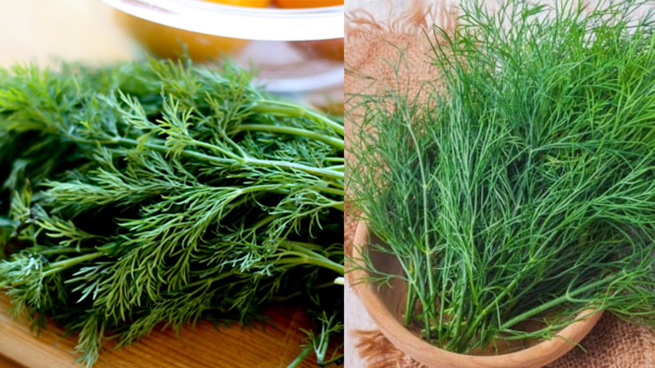 Rau thì là không chỉ là gia vị, chúng cực tốt cho hệ tim mạch và phụ nữ