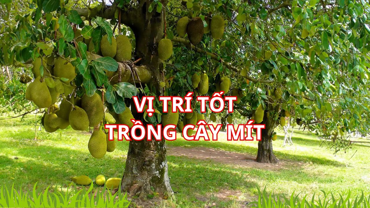 Quả mít ngọt ngon, gỗ mít tốt tại sao người xưa lại rất sợ cây mít ...