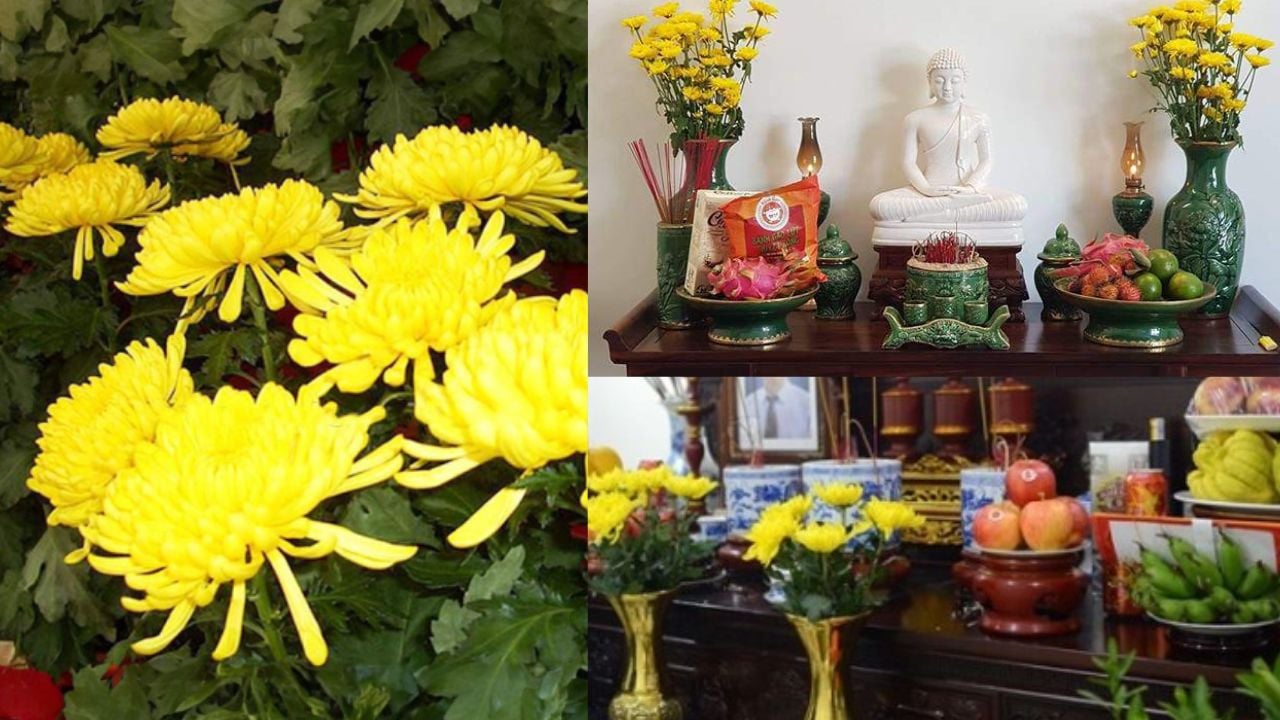 Hoa cúc hay được dâng lên ban thờ thắp hương, tại sao ít người trồng hoa cúc  trong nhà?