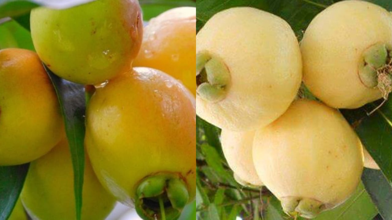 trái lý chín vàng ngát thơm