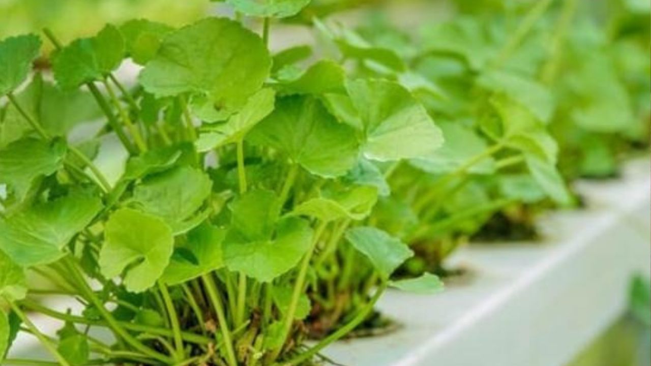 Loại rau được ví như nhân sâm của người nghèo, phòng ngừa ung thư cực ...