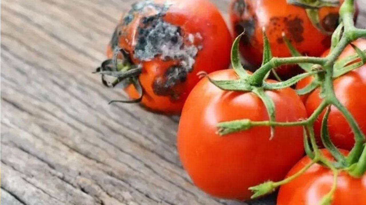 C&agrave; chua thối đừng vội vứt bỏ đi, l&agrave;m theo c&aacute;ch n&agrave;y cả nh&agrave; đều được hưởng lợi